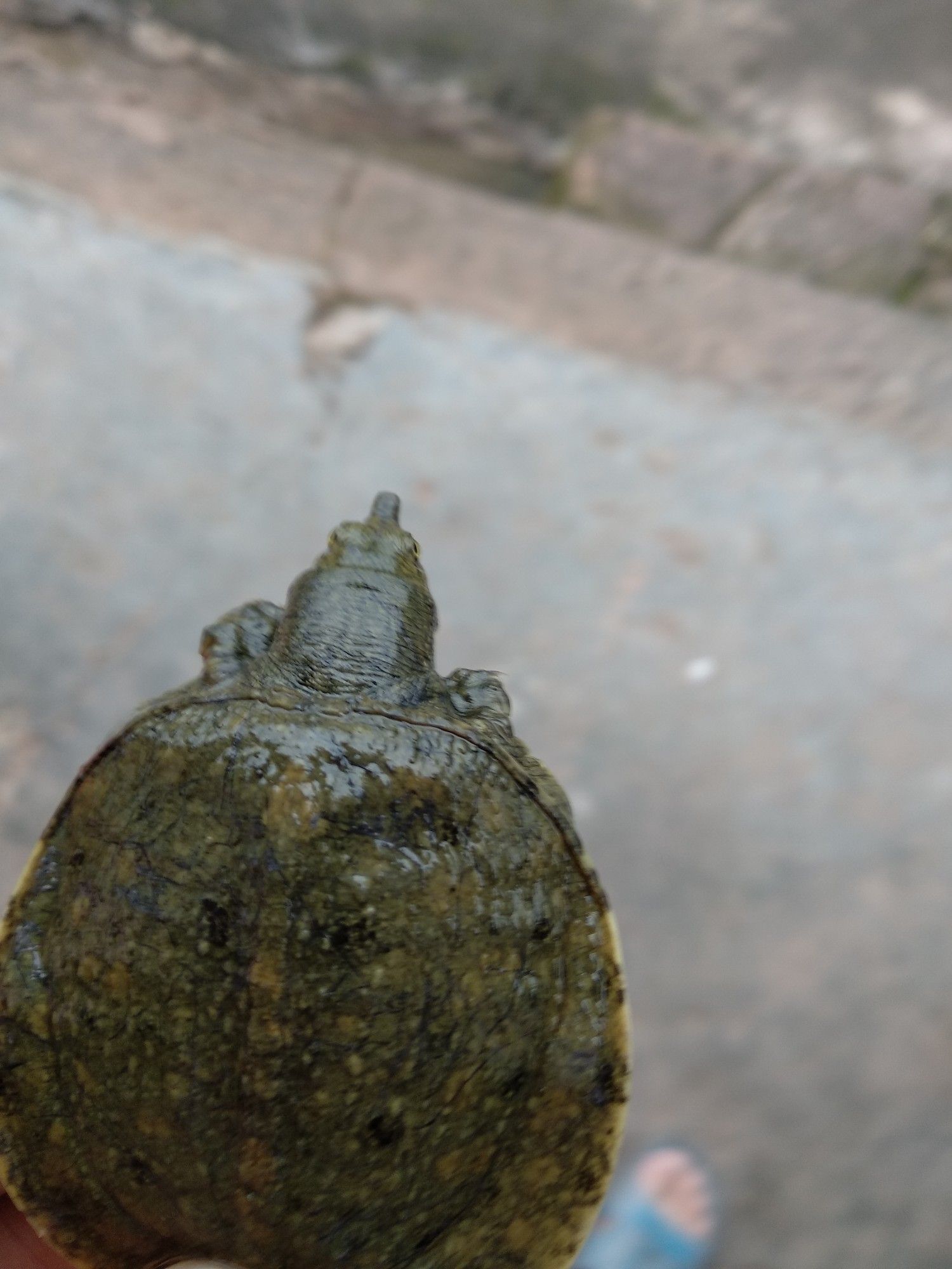 甲鱼苗