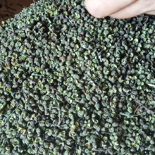  最原始的种植方法，种出最优质的产品。香味浓郁青花椒是家用必备