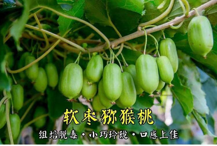 平邑县 软枣猕猴桃苗南北方种植耐寒