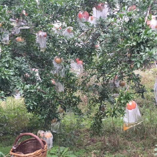 西安 临潼秦陵石榴，一类二类果
