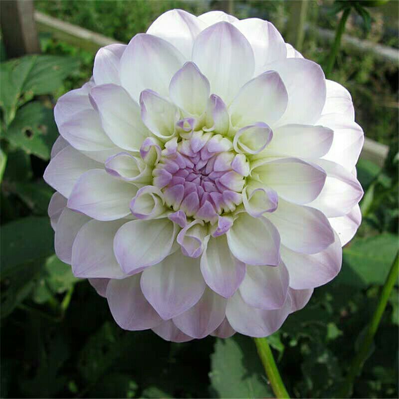 大丽花种子 大丽花球根种球加仑盆土培套装地瓜花大丽菊根块庭院室内耐寒盆栽