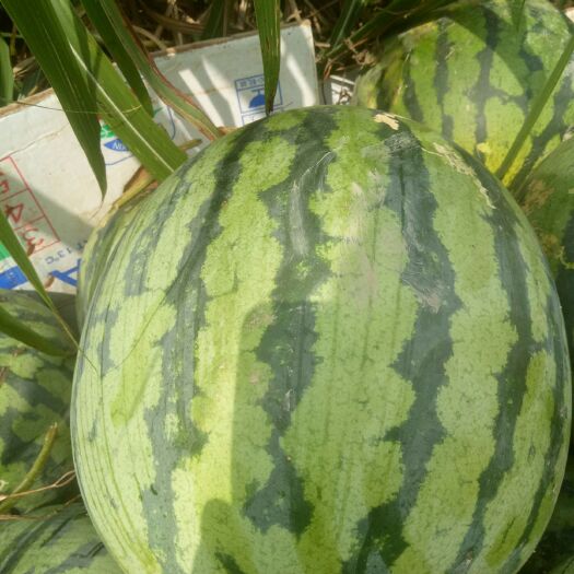 扶沟县黑美人西瓜 6斤打底 9成熟 1茬 有籽
