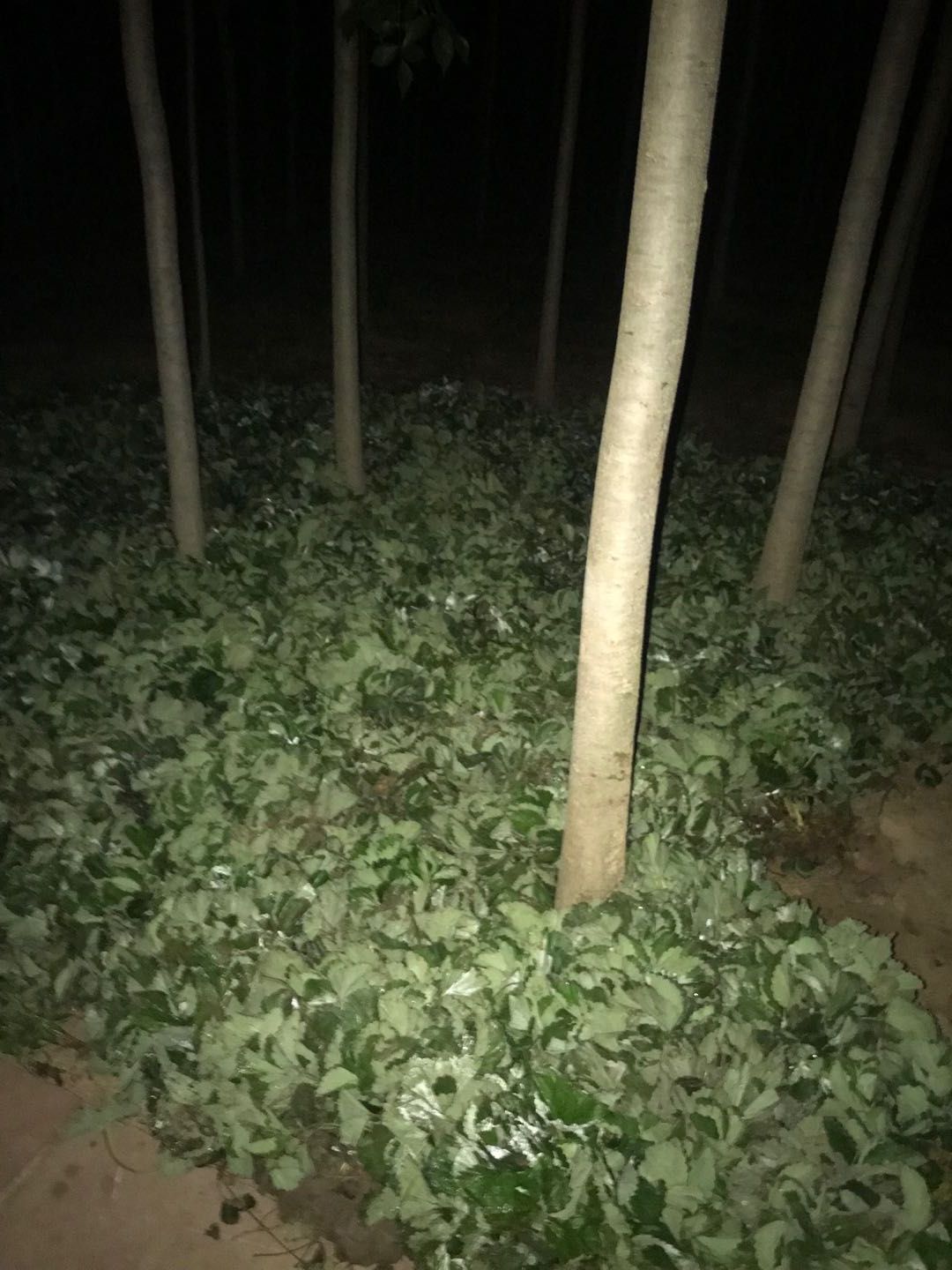  草莓苗批发出售，基地直销，脱毒二代苗