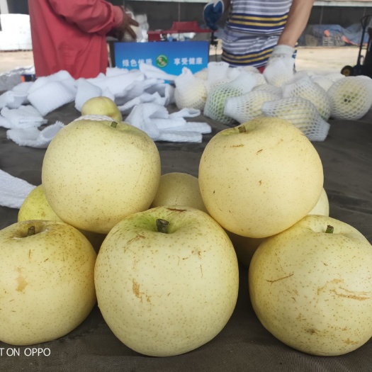 济南翠冠梨 富硒水果，糖度高，果肉细腻无渣，口感好。
