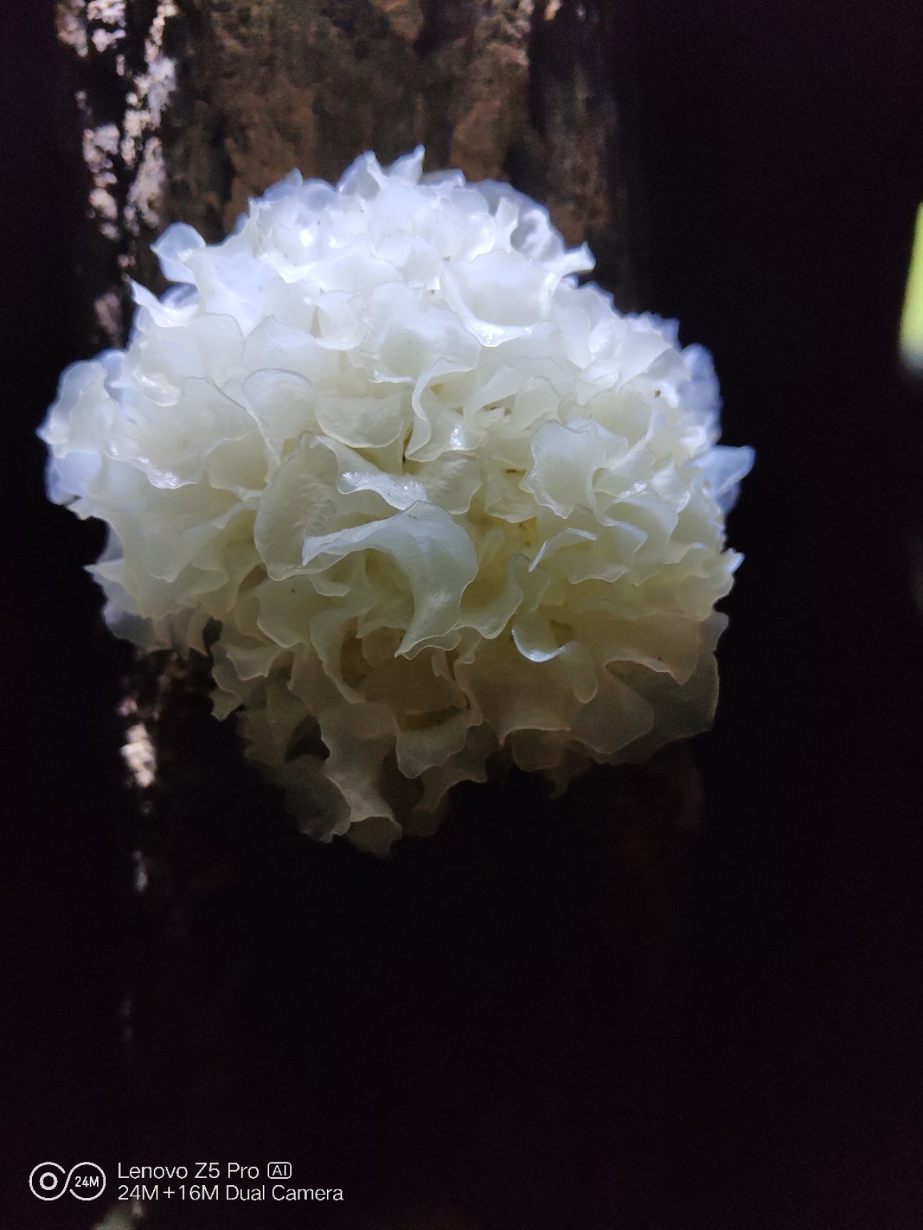  椴木银耳鲜货大量出售