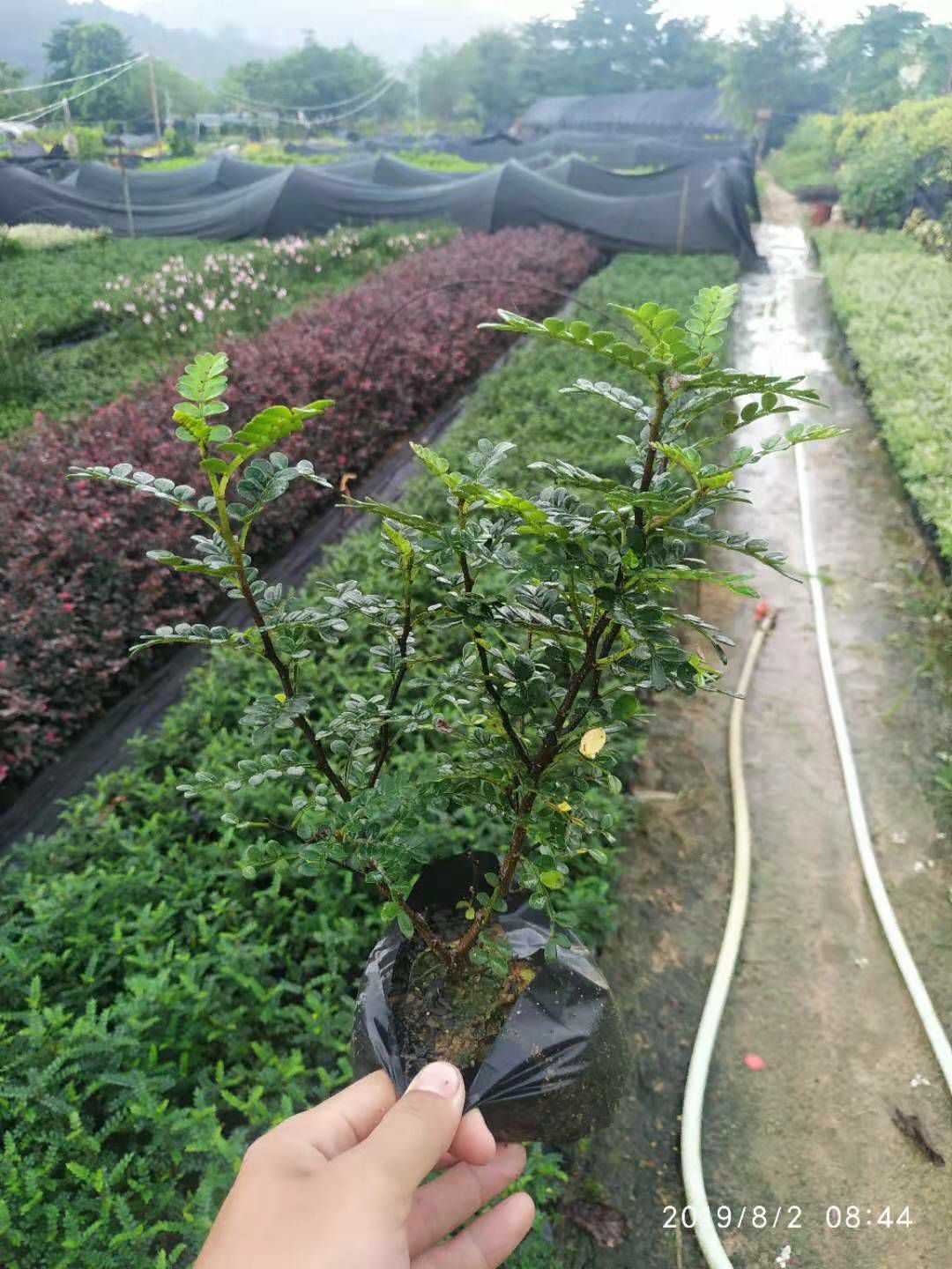胡椒苗  胡椒木绿化地被