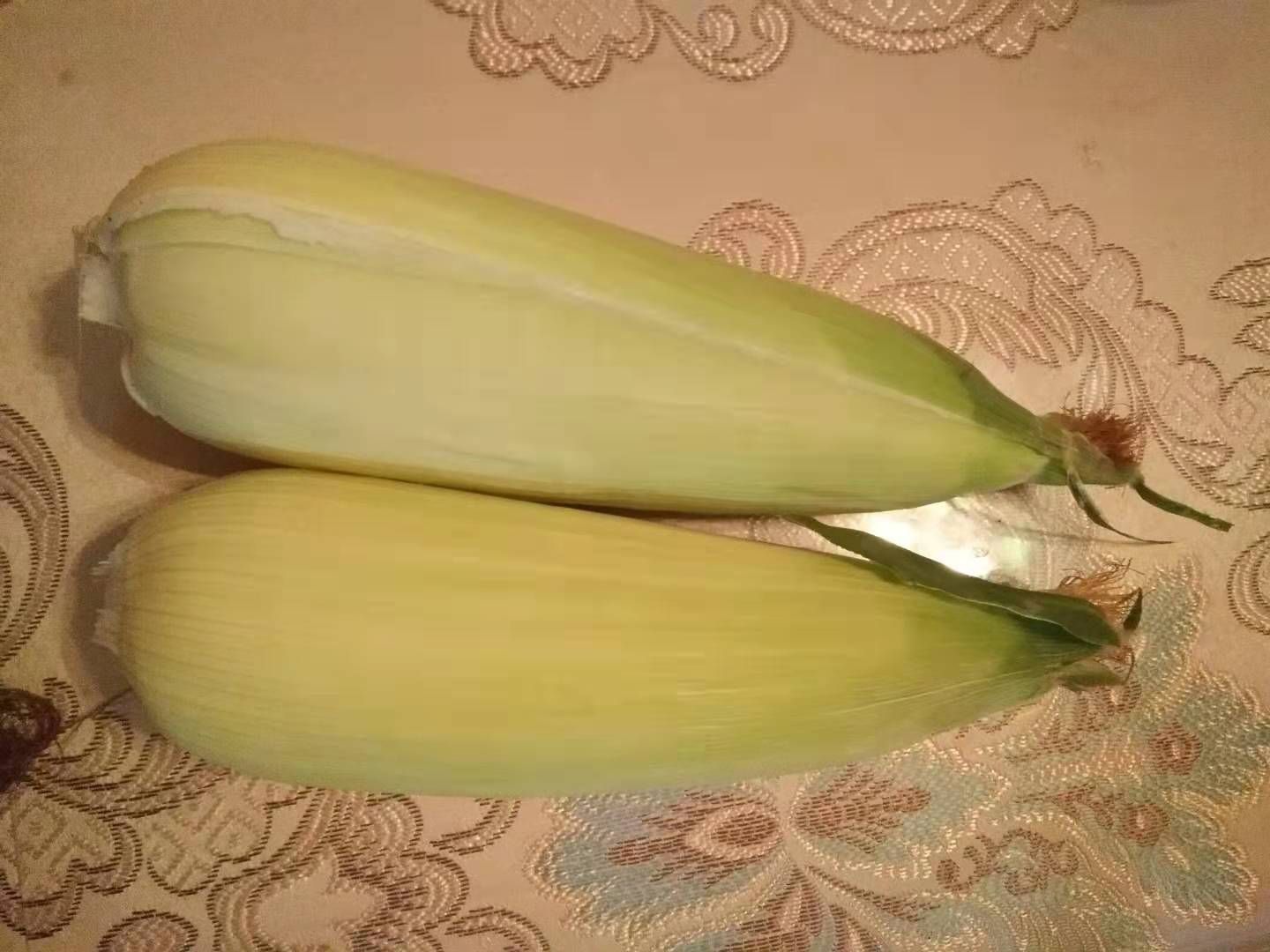 [甜糯玉米批发] 内蒙甜糯玉米 特级价格3.7元\/根