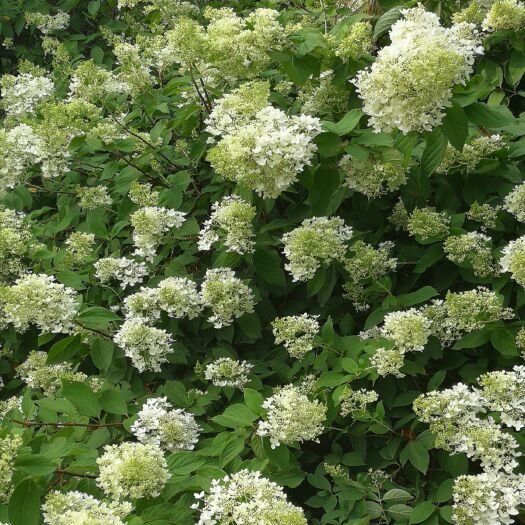 开原市 木绣球价格 大花水桠木价格 绣球花批发