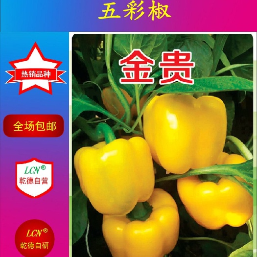 青岛【包邮】乾德金贵 肉厚 黄色圆椒方椒 果型方正 耐储运