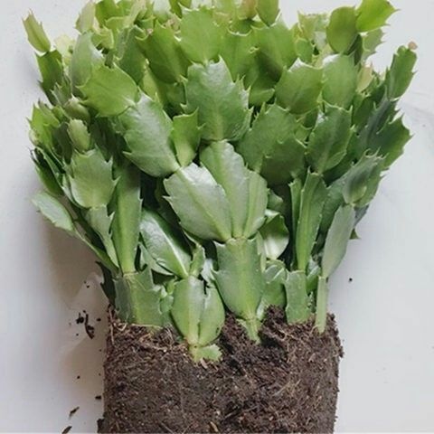  四季花卉开花嫁接蟹爪兰花苗花卉阳台鲜花花苗小盆栽植物盆景室