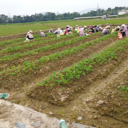  脱霉草莓苗基地，实物拍摄，欢迎提前下单