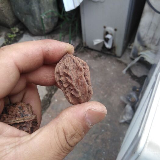 邢台秋子核桃