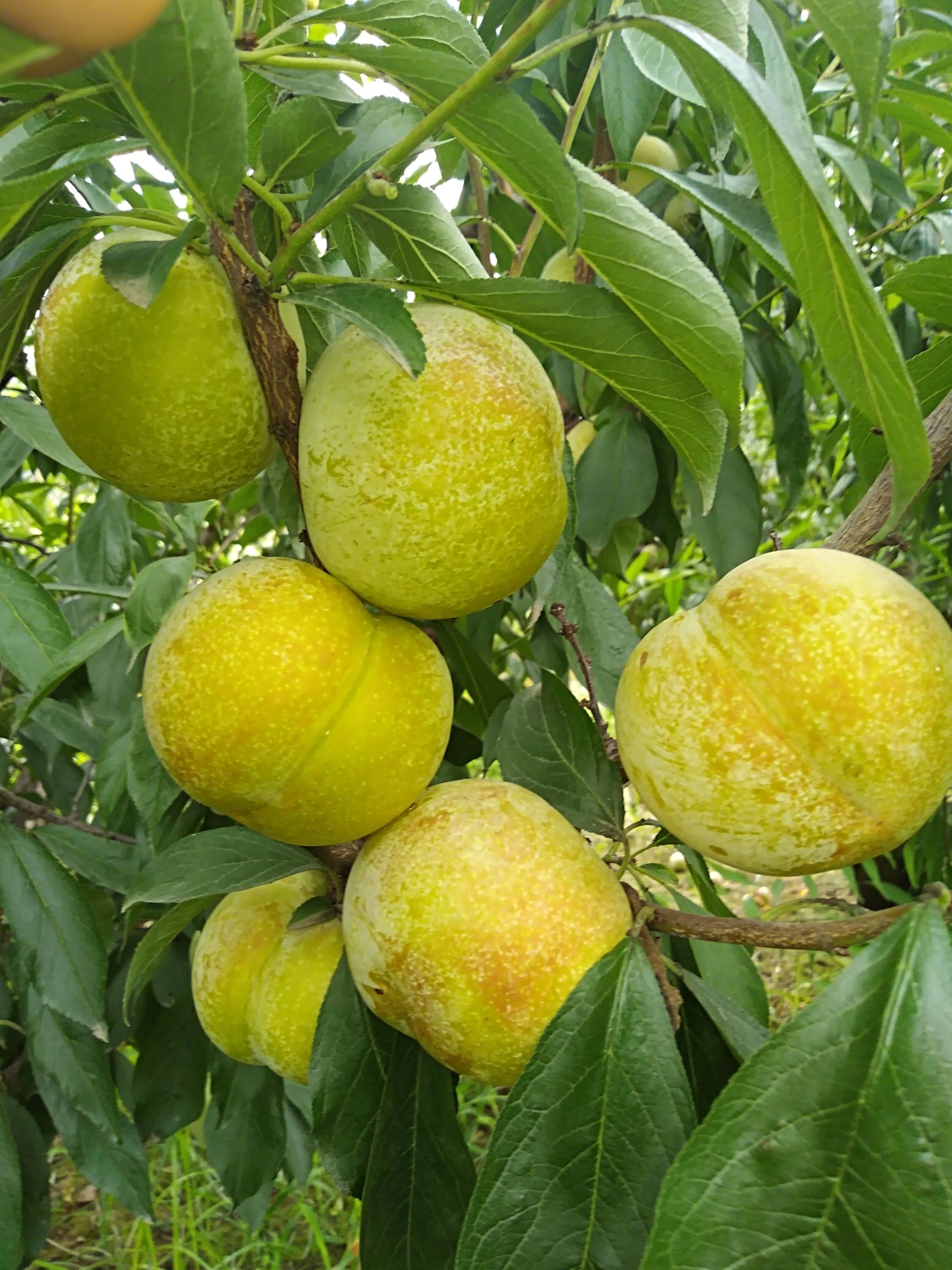 秋姬李子 秋姬李孑