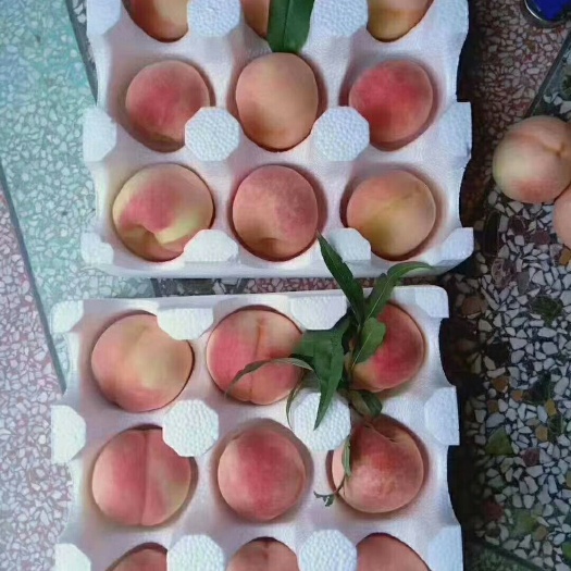 仙桃1号 秦桃1号销售