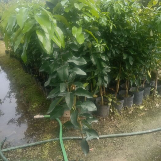 普宁市三红蜜柚苗 三红蜜柚大苗