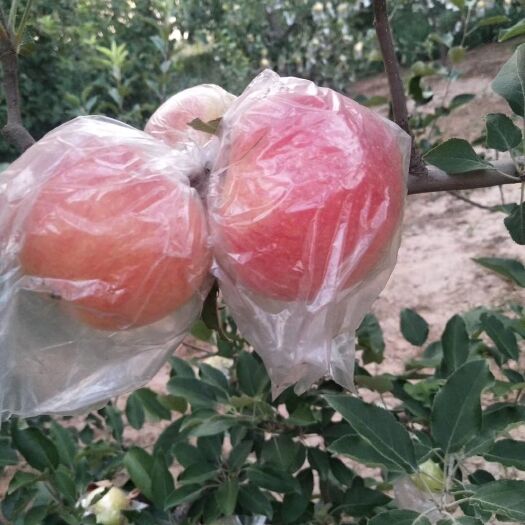 临清市嘎啦苹果 逸晴果园种植基地，无色素，自然红