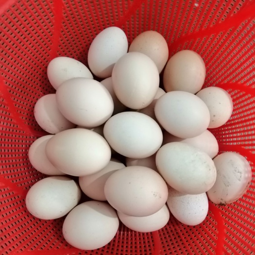 淮安土鸡蛋 自家全散养