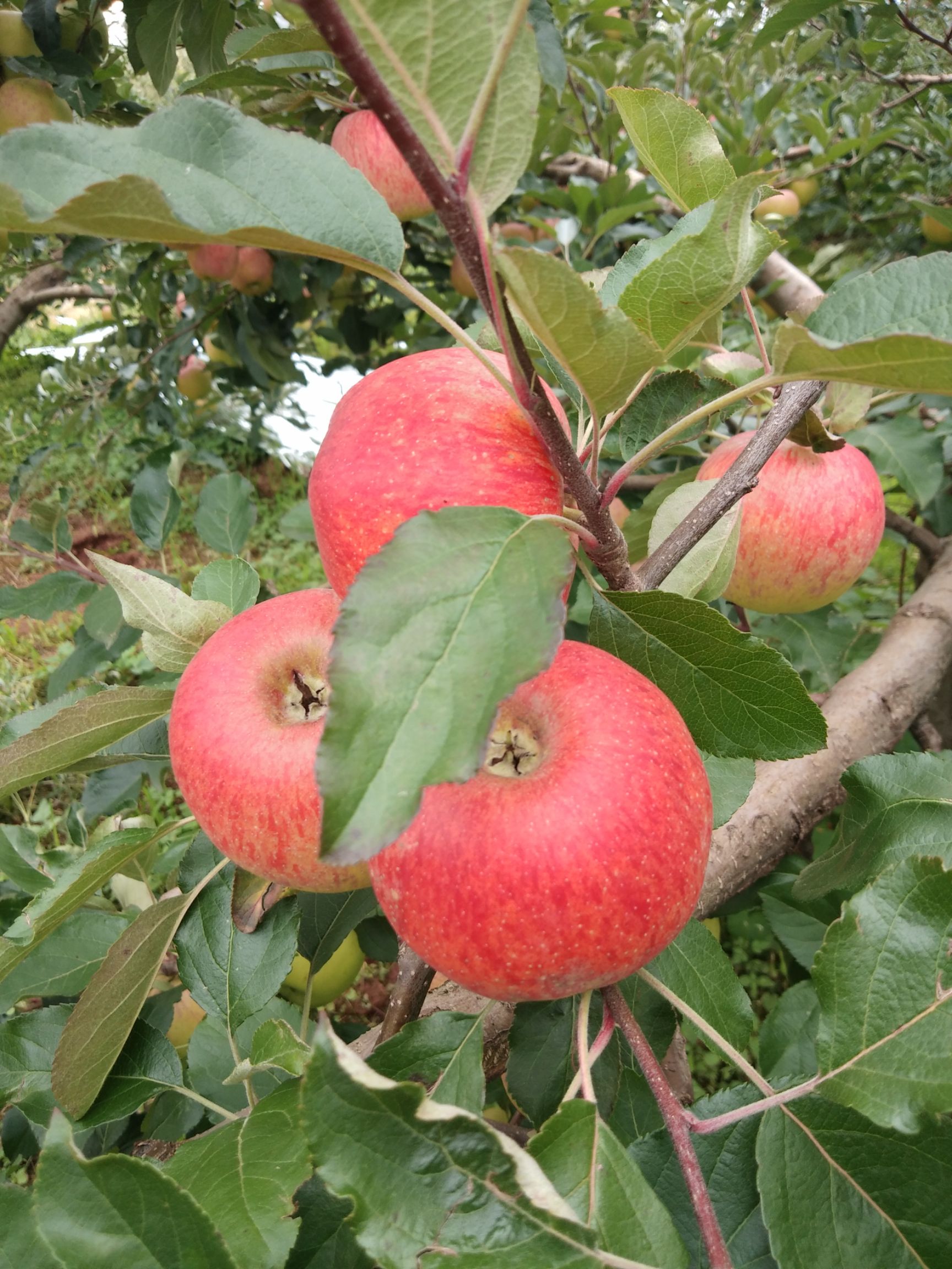  大凉山嘎啦苹果