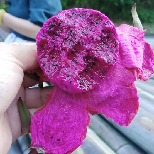 新昌县 红心火龙果