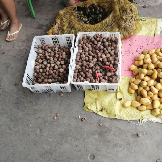 巧家县 纸皮核桃