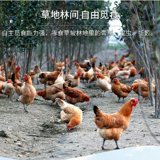 曲阜市 农家散养2年左右土鸡老母鸡走地鸡柴鸡草包邮杀好发货的奥