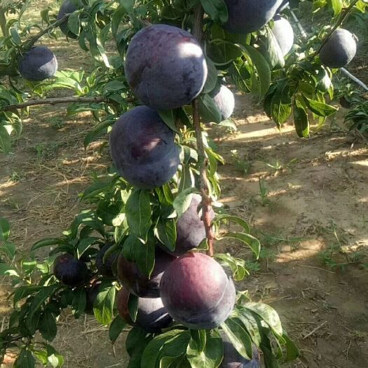 渭南 自家李子，非嫁接，非下捡，天然，无公害