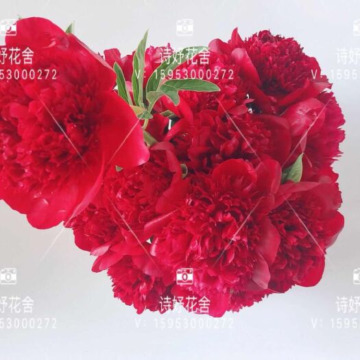 菏泽美丽芍药 红色魅力