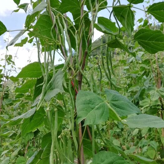 甘谷县架豆王豆角 40cm以下