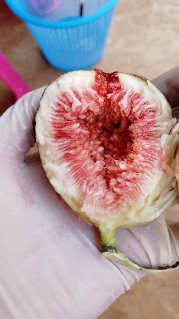 昆明 云南紫色无花果，出省很多地方，一直深受广大的喜爱，口感糯甜