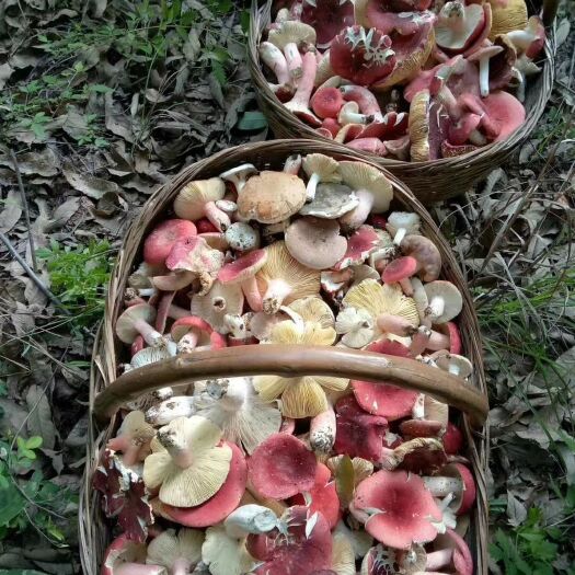南召县红菇 干货 野生 未开伞