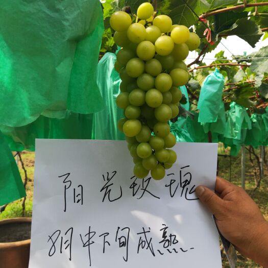 泰安 阳光玫瑰葡萄苗 8月3号坐果状态 8月中下旬成熟需要苗的预定