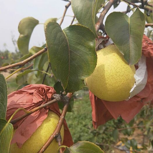 蒲城县 梨  酥梨陕西蒲城支持一件代发