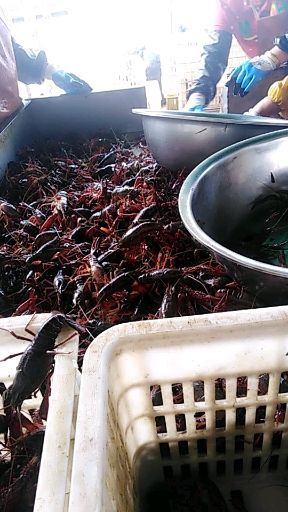 兴化市江苏兴化塘口小龙虾，精选大规格小龙虾，饭店、酒店。