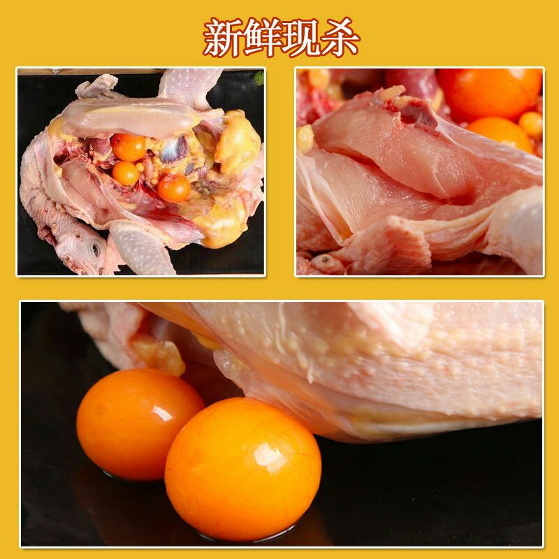  农家散养2年左右土鸡老母鸡走地鸡柴鸡草包邮杀好发货的奥