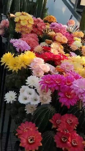 酒泉仙人球 彩花
