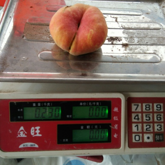 青岛黄金蟠桃树苗 黄蟠桃品种树苗