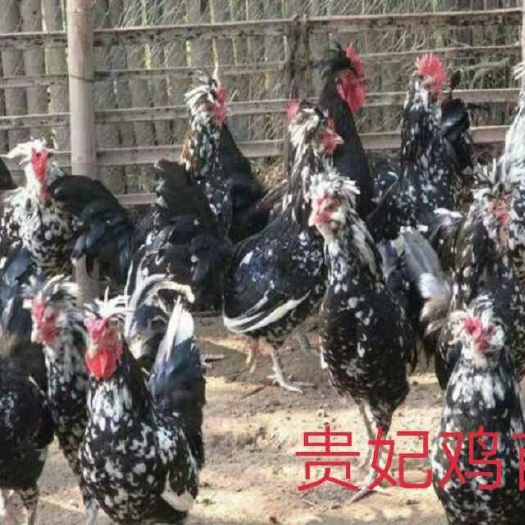 南宁 贵妃鸡苗