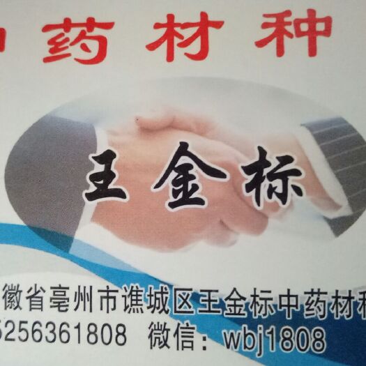 亳州 两年白芷种子