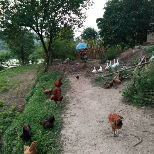 成都土鸡蛋 全散养，土鸡土鸭