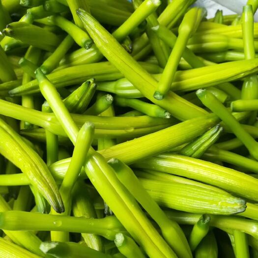 商丘普通黄花菜 二级 袋装