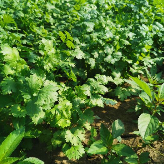 长春大叶香菜 提前预订优惠