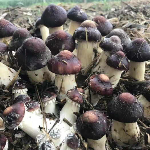 汉中 大球盖菇菌种