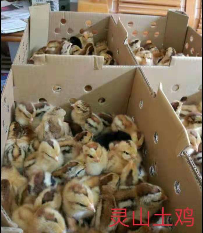 灵山土鸡苗