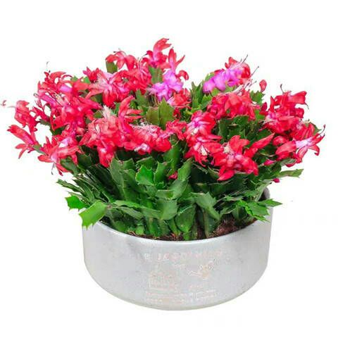  四季花卉开花嫁接蟹爪兰花苗花卉阳台鲜花花苗小盆栽植物盆景室