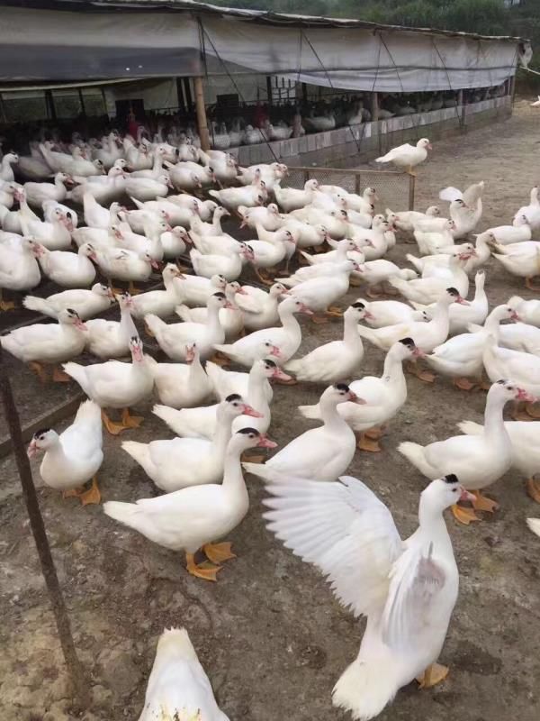 半番鸭苗 M18，一点头，半番鸭麻鸭杂交鸭青头鸭水鸭M18