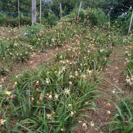 雷波县白及 黄花白芨家种