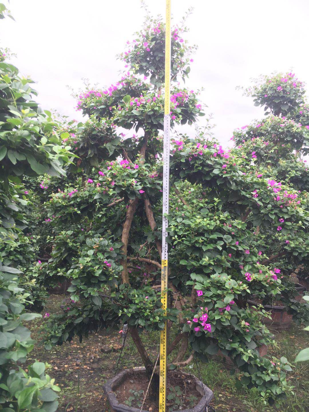  三角梅紫花桩景造型基地