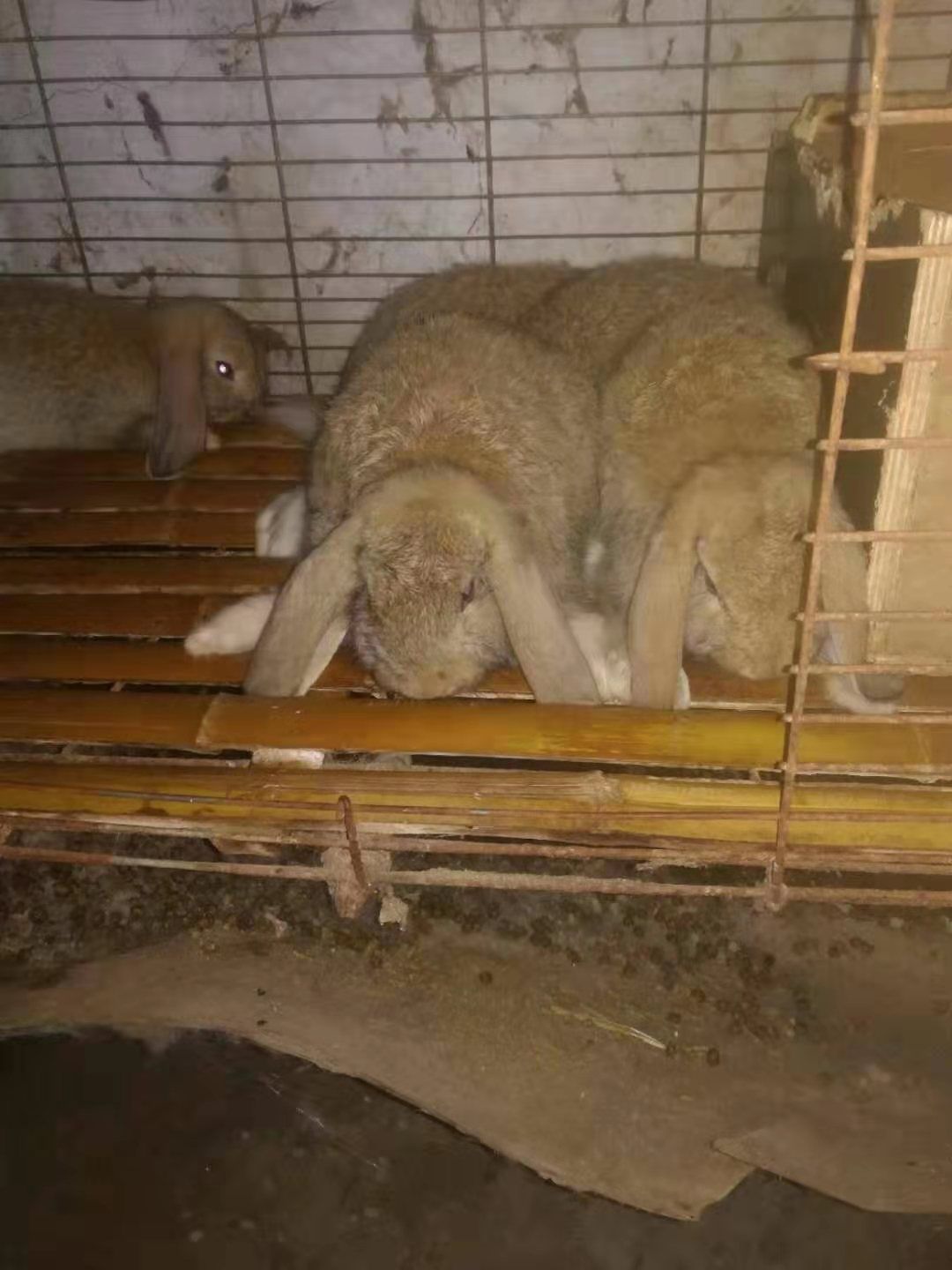  公羊兔
