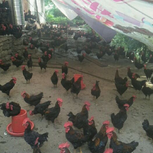 重庆市 散养粮食鸡