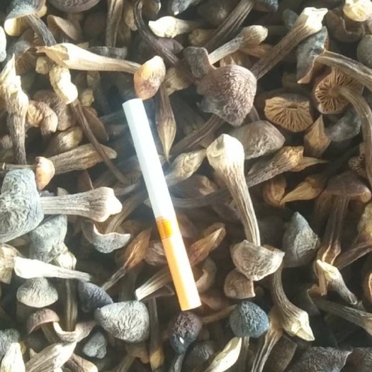 乌鲁木齐 常年供应黑皮鸡枞菌干货
